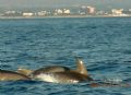 Tursiops truncatus